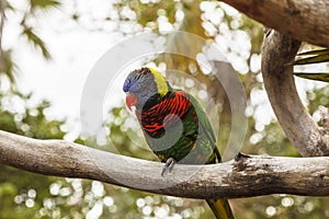 Rainbow Lorikeet perched on a tree branch