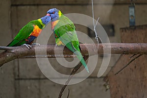 Rainbow Lorikeet perching on the branch and regurgitating to one another photo