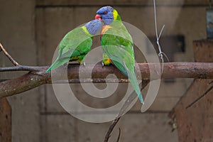 Rainbow Lorikeet perching on the branch and regurgitating to one another photo