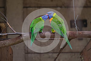 Rainbow Lorikeet perching on the branch and regurgitating to one another photo