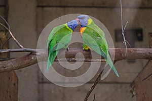 Rainbow Lorikeet perching on the branch and regurgitating to one another photo