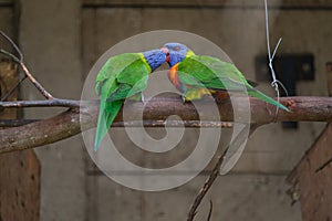 Rainbow Lorikeet perching on the branch and regurgitating to one another photo