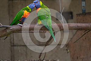 Rainbow Lorikeet perching on the branch and regurgitating to one another photo