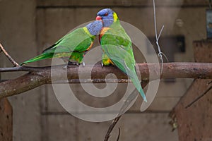 Rainbow Lorikeet perching on the branch and regurgitating to one another photo