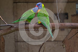 Rainbow Lorikeet perching on the branch and regurgitating to one another