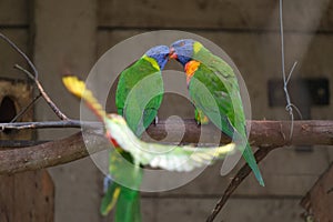 Rainbow Lorikeet perching on the branch and regurgitating to one another photo