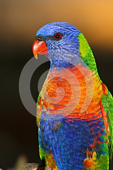 Rainbow Lorikeet posing for camera