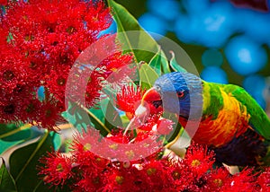Rainbow Lorikeet in red flowers
