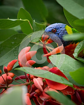 Rainbow Lorikeet in red flowers