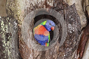 Rainbow Lorikeet sits in a hole in a tree trunk