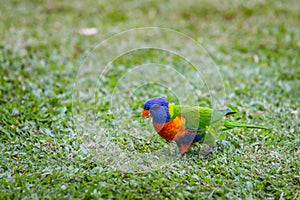 Rainbow Lorikeet sitting on Meadow and Feeding, Queensland, Australia