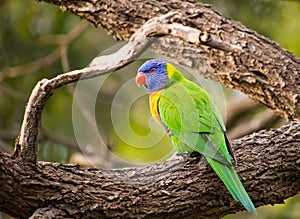 Rainbow Lorikeet