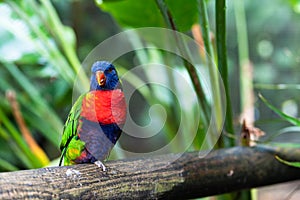 The rainbow lorikeet is a species of parrot.