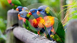 The rainbow lorikeet is a species of parrot.