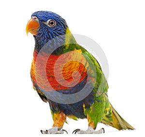 Arcobaleno pappagallo 