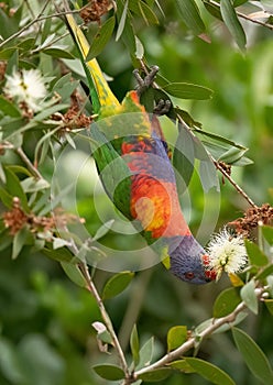 Rainbow lorikeet (Trichoglossus haematodus)