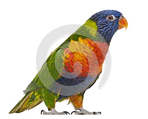 Rainbow Lorikeet, Trichoglossus haematodus, 3 years old