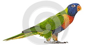 Rainbow Lorikeet, Trichoglossus haematodus, 3 years old