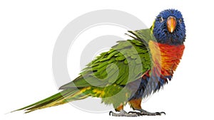 Rainbow Lorikeet, Trichoglossus haematodus, 3 years old