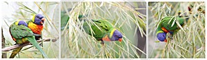 Rainbow lorikeet, trichoglossus haematodus