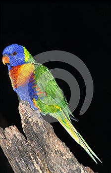 RAINBOW LORIKEET trichoglossus haematodus moluccanus, ADULT