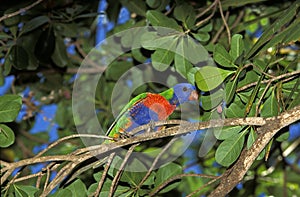 Rainbow Lorikeet, trichoglossus haematodus moluccanus, Adult standing on Branch Australia