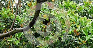 Rainbow Lorikeet,  trichoglossus haematodus moluccanus, Adult standing on Branch, Real Time 4K