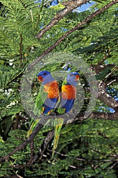 Rainbow Lorikeet, trichoglossus haematodus moluccanus, Adults with Beautifull Colors, Australia