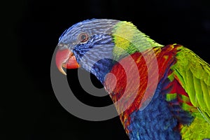 RAINBOW LORIKEET trichoglossus haematodus moluccanus, PORTRAIT OF ADULT