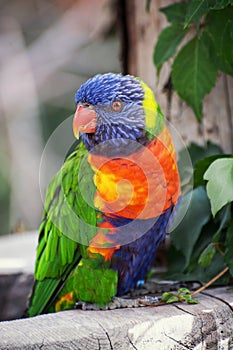 Rainbow lorikeet (Trichoglossus haematodus) perching