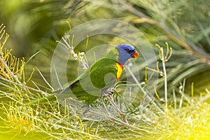 Rainbow Lorikeet (Trichoglossus haematodus) Queensland, Australia