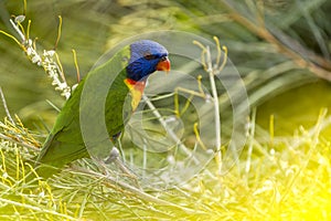 Rainbow Lorikeet (Trichoglossus haematodus) Queensland, Australia