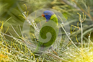 Rainbow Lorikeet (Trichoglossus haematodus) Queensland, Australia