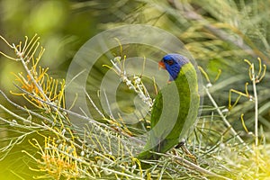 Rainbow Lorikeet (Trichoglossus haematodus) Queensland, Australia