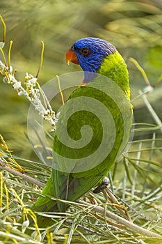 Rainbow Lorikeet (Trichoglossus haematodus) Queensland, Australia