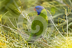 Rainbow Lorikeet (Trichoglossus haematodus) Queensland, Australia