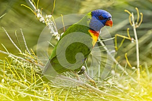 Rainbow Lorikeet (Trichoglossus haematodus) Queensland, Australia