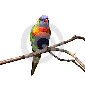 Rainbow Lorikeet, Trichoglossus mollucanus, isolated on white background. Colorful parrot perched on branch.