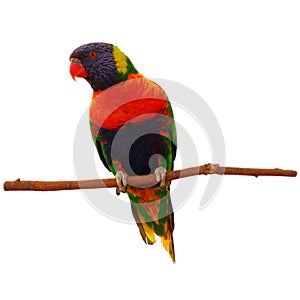 Rainbow Lorikeet, Trichoglossus mollucanus, isolated on white background. Colorful parrot sitting on branch. Habitat Australia.