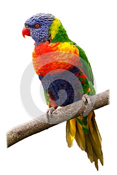 Rainbow lorikeet, Trichoglossus mollucanus, perched on branch. Portrait of beautiful parrot with colorful feather. Bird isolated