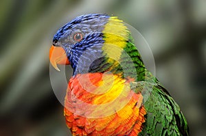 Rainbow lorikeet  or trichoglossus moluccanus