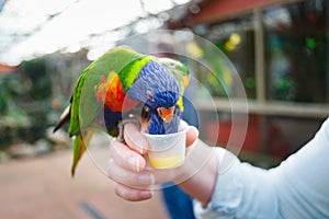 The rainbow lorikeet (Trichoglossus moluccanus)