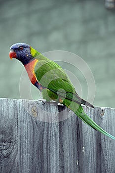 Rainbow Lorikeet Trichoglossus moluccanus Asutralina Bird