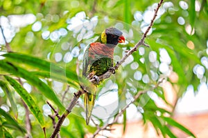 Rainbow Lorikeet (Trichoglossus moluccanus) in Australia