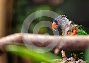 Rainbow Lorikeet (Trichoglossus moluccanus) in Australia