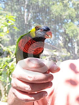 Rainbow Lorikeet Trichoglossus moluccanus Bird on Hand Close Up