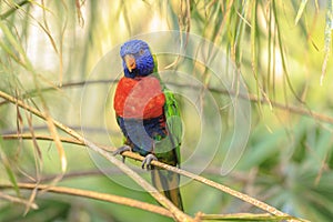 Rainbow lorikeet, Trichoglossus moluccanus, bird perched