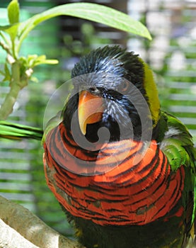 Rainbow Lorikeet Trichoglossus moluccanus Close Up