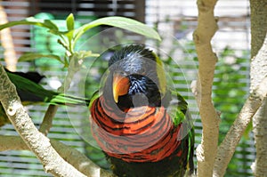 Rainbow Lorikeet Trichoglossus moluccanus Close Up