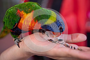 Rainbow lorikeet Trichoglossus moluccanus close up eating seeds on a child`s hand